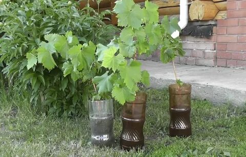 Саженцы винограда весной