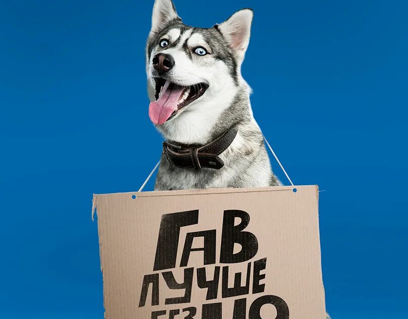 Включи лучше картинки. Табличка собака. Плакаты с собаками. Собака с табличкой на шее. Собака с табличкой в зубах.