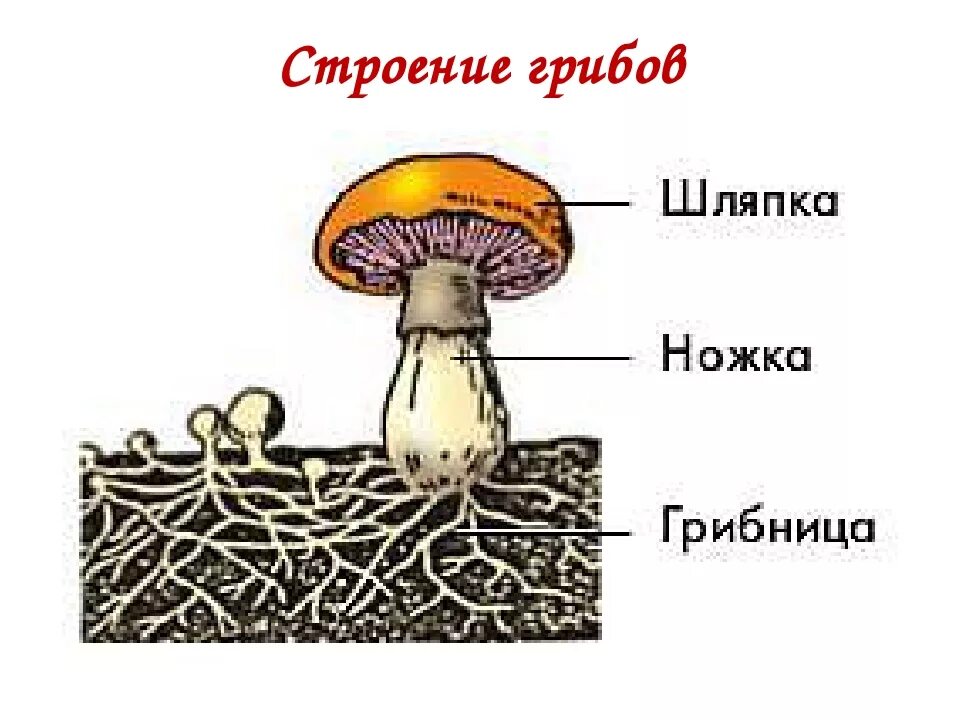 Гриба с грибницей схема строения грибов. Строение части гриба грибница. Карточка строение шляпочного гриба. Строение гриба и грибницы схема.