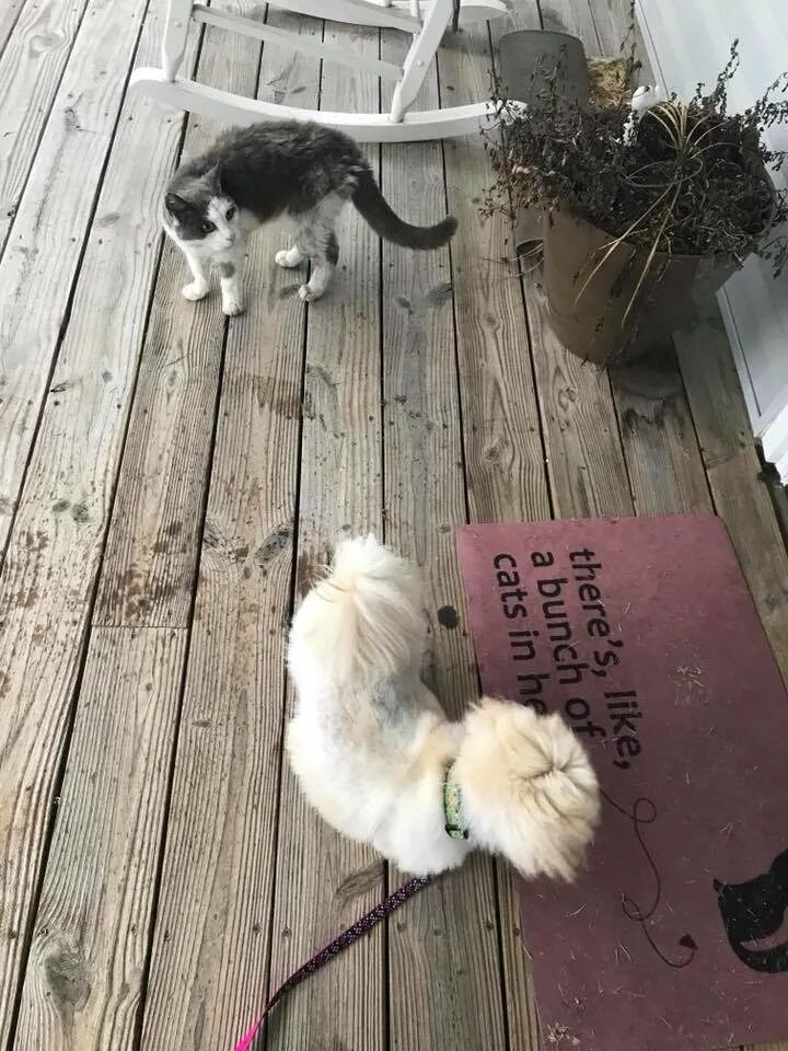 кошка пришла в дом. киска человека. коробка для кошки с котятами. кошка сама пришла в дом. кот на улице.