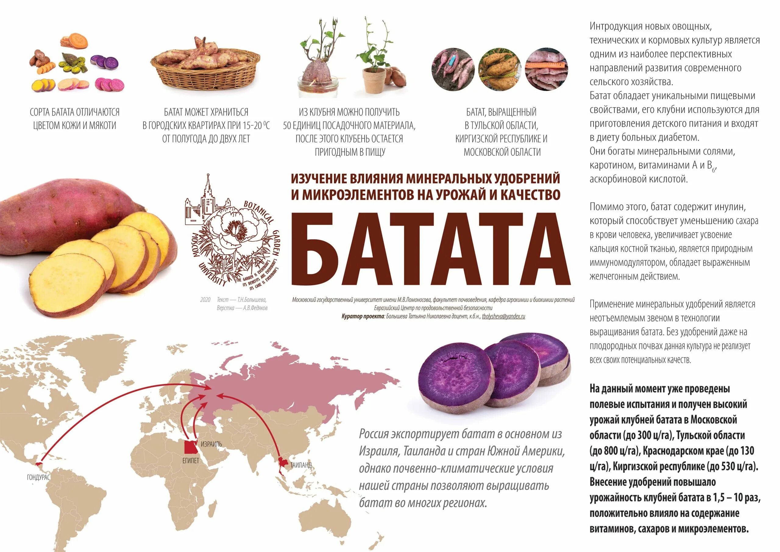 Полезные свойства батата