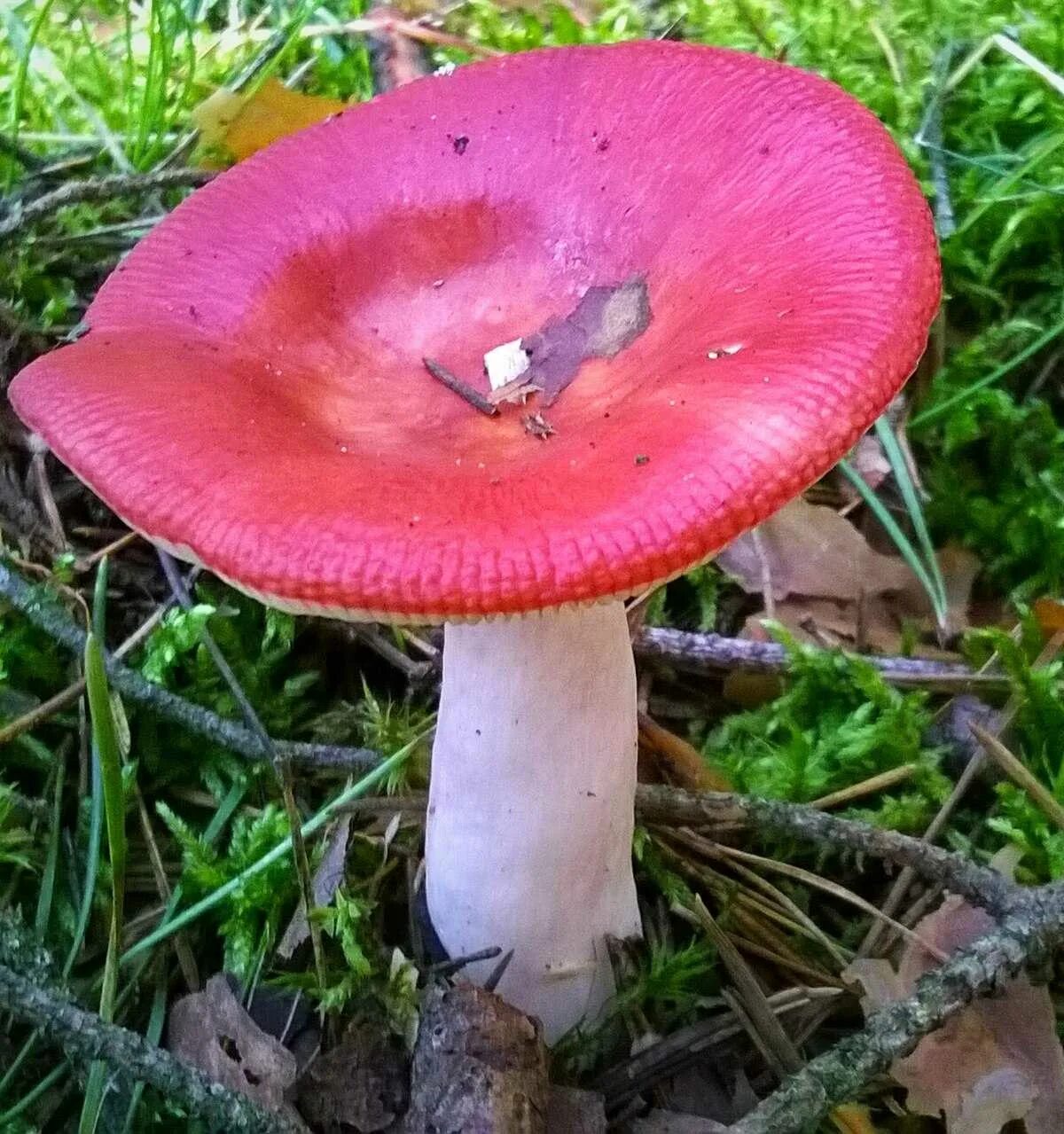 Есть гриб сыроежка. Сыроежка жгучеедкая. Сыроежка жгучеедкая (Russula emetica). Сыроежка красная. Сыроежка сардониксовая.