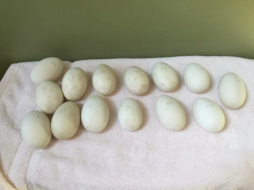 Гусиных яиц в домашних условиях