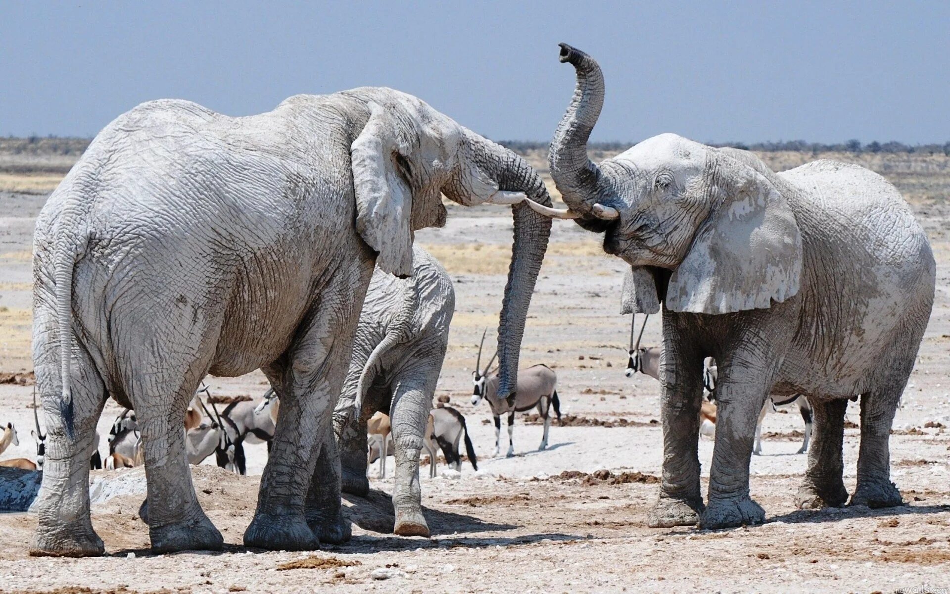 Слоны. Слоненок. Слон фото. Фото слонов. Elephant на русском языке