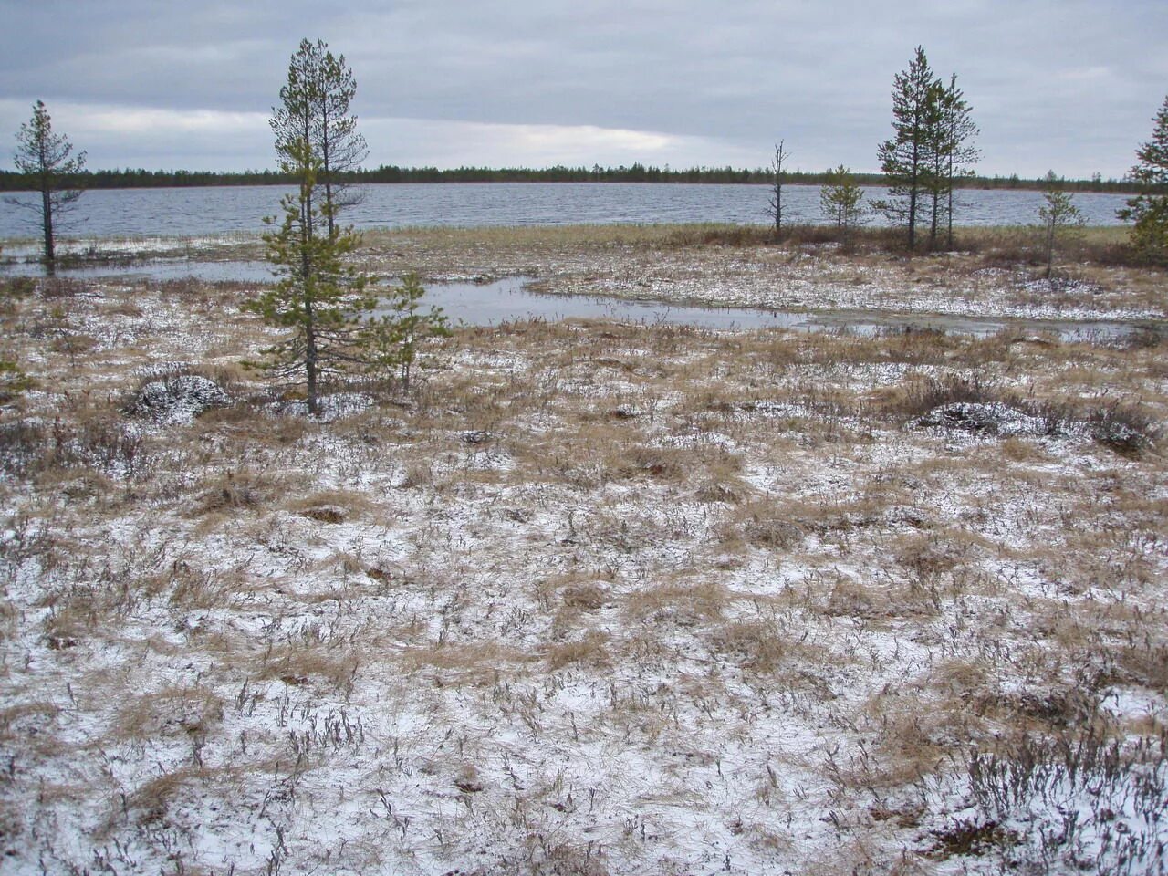 В исследованной воде из местного болота. Великое болото Вологодской области. Торфяные болота Вологда. Низинное болото Вологодской области. Великое болото Вологодской области Бабушкинский район.