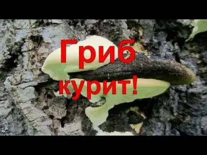 Гриб куренок