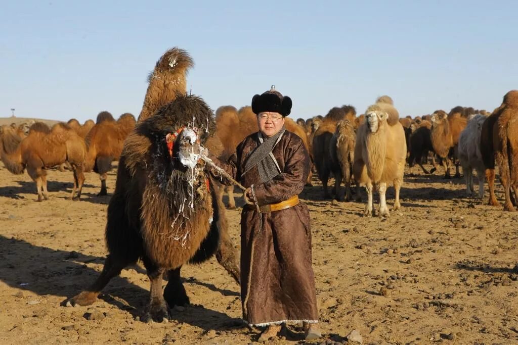 Основные занятия бурят. Кочевое животноводство в Монголии. Буряты скотоводство. Скотоводство в Монголии. Сельское хозяйство Монголии.