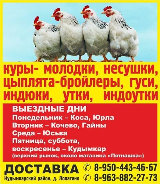 Купить несушек челябинская область. Несушки на птицефабрике. Реклама продажи курицы. Куры несушки на птицефабрике. Реклама птицефабрики.