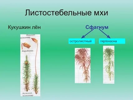 Хвойные однодольные растения