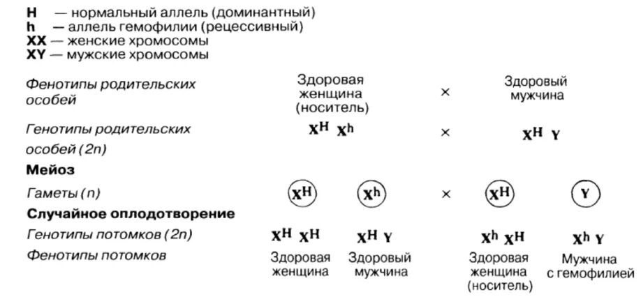 Гемофилия передается как рецессивный. Задачи с гемофилией по биологии. У человека гемофилия - признак рецессивный. Ген гемофилии рецессивен. Гемофилия рецессивный признак сцепленный.