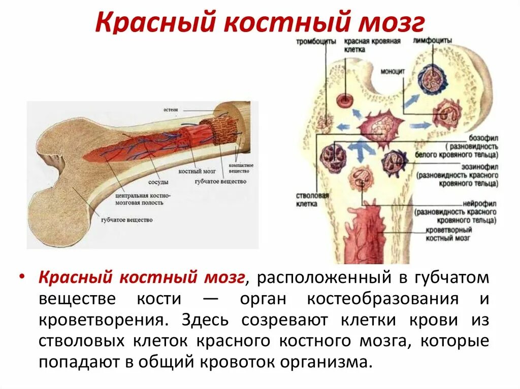 Красный костный мозг функции расположение. Строение красного костного мозга анатомия. Анатомия человека красный костный мозг. Как выглядит костный мозг у человека.