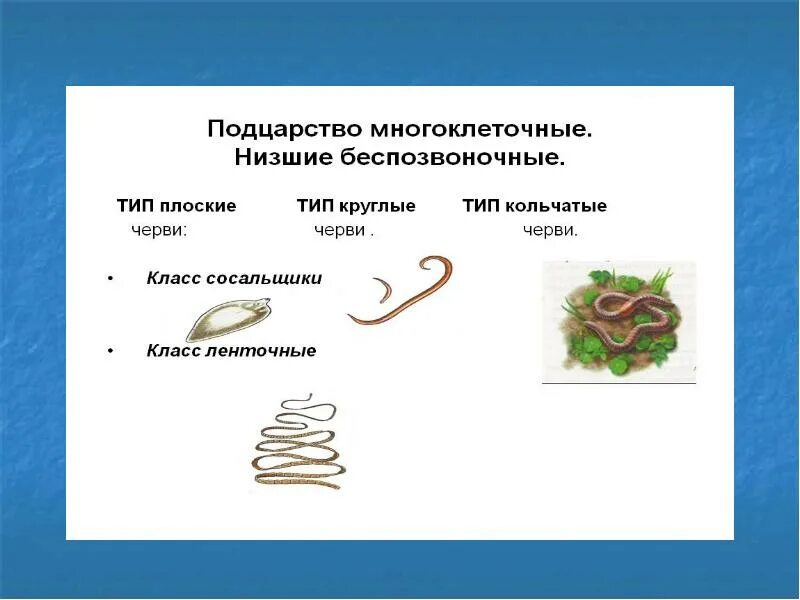 Ленточные черви круглые черви. Класс ленточные черви. Тип круглые черви.. Беспозвоночные круглые черви. Плоские черви беспозвоночные. Примеры беспозвоночных животных плоские черви