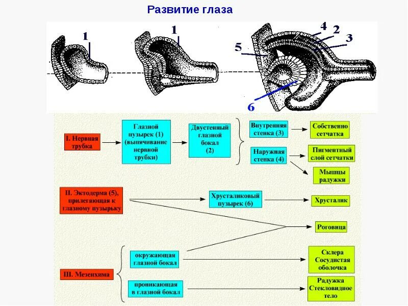 Формирование органов человека. Источники развития оболочек глаза. Орган зрения источники эмбрионального развития. Развитие органа зрения гистология. Развитие глаза у эмбриона человека гистология.