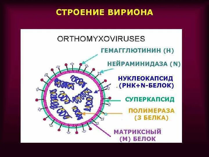 Семейство вируса гриппа. Структура вириона микробиология. Структура вириона ортомиксовирусов. Компоненты вириона микробиология. Строение вириона.