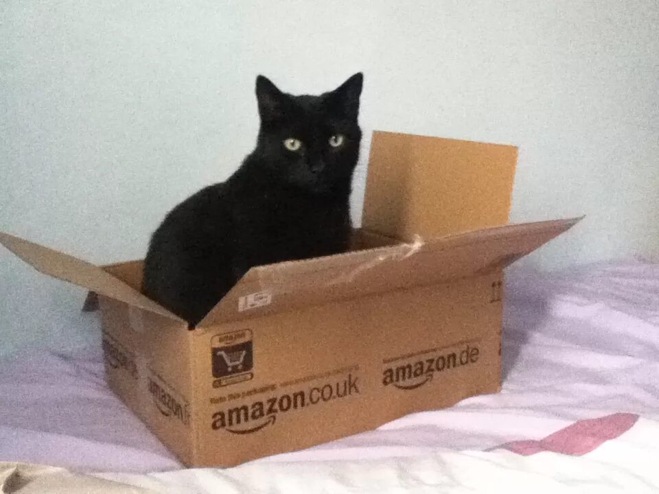 Files catbox moe mp4