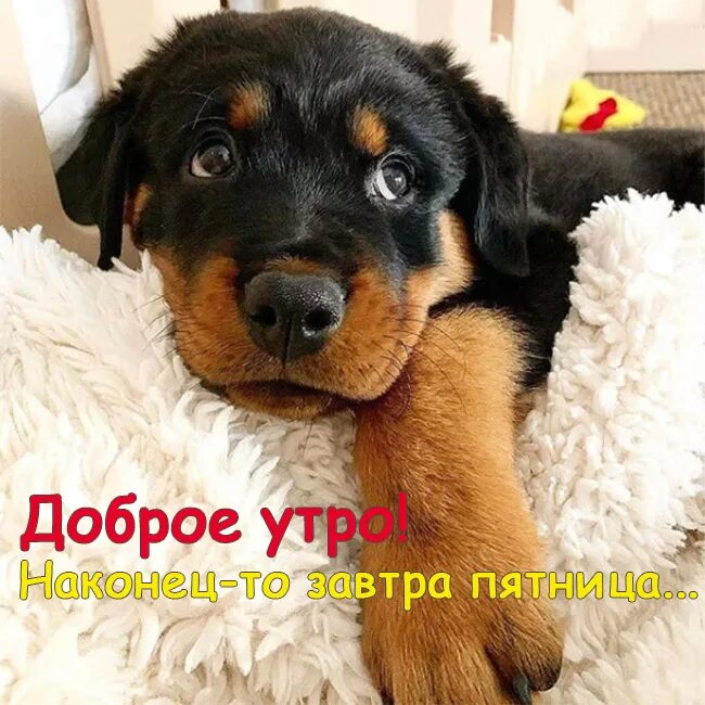 Наконец то утро. С добрым утром четверга. доброе утро четверга. доброе утро четверга с собаками. доброе утро четверга прикольные.