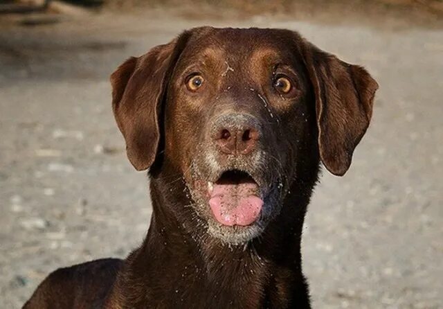 щенок удивлен. собака удивляется. смешные собаки удивление. щенок удивлен. собака в шоке.