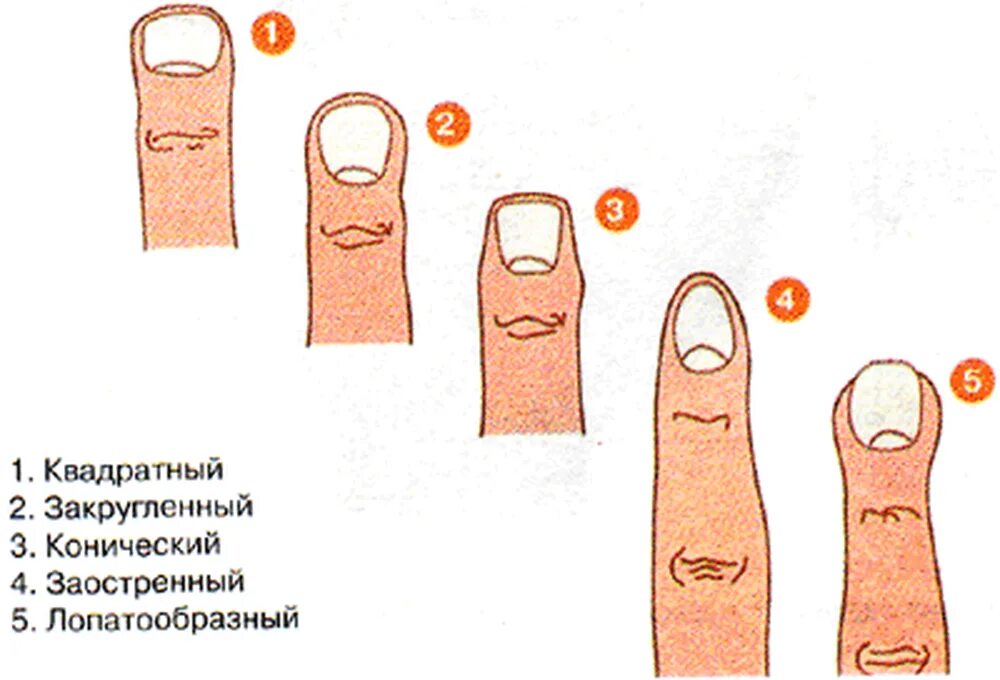 О чем говорит форма ногтей. Форма пальцев на руках. Характер по форме пальцев. Типы кончиков пальцев.