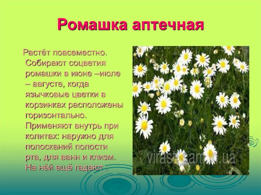 Текст описание про ромашку в научном стиле. Ромашка лекарственное растение. Описание ромашки. Соцветие ромашки аптечной. Ромашка краткое описание.