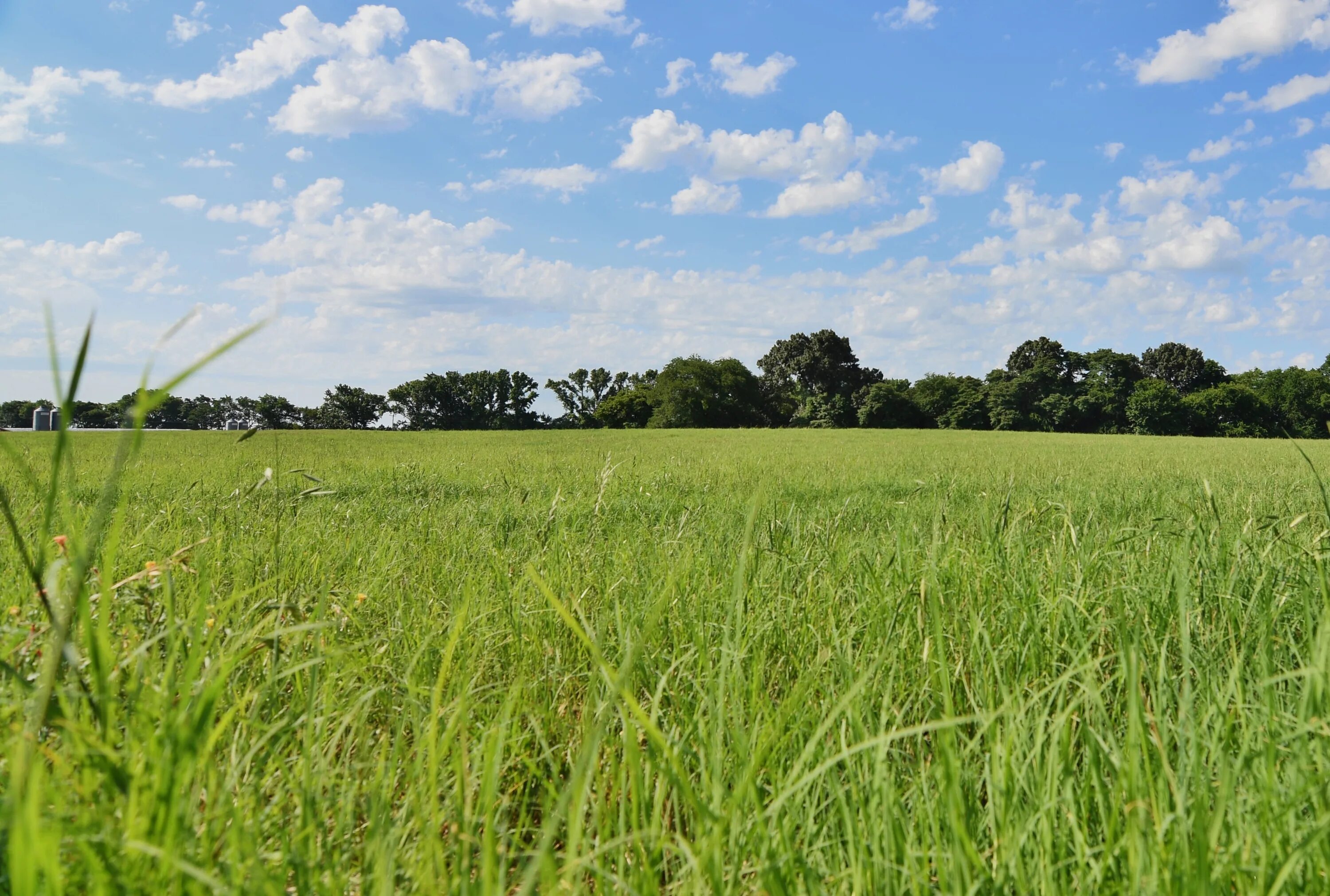 Where field field. Трава техас. raymath grass. grass in the field. grassini.