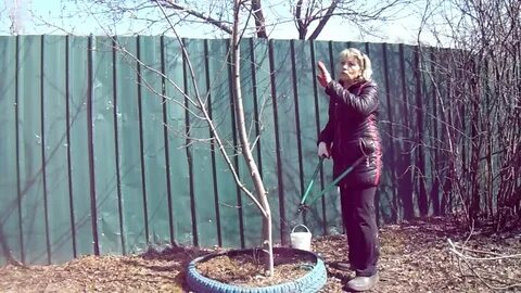 Можно ли садить черемуху
