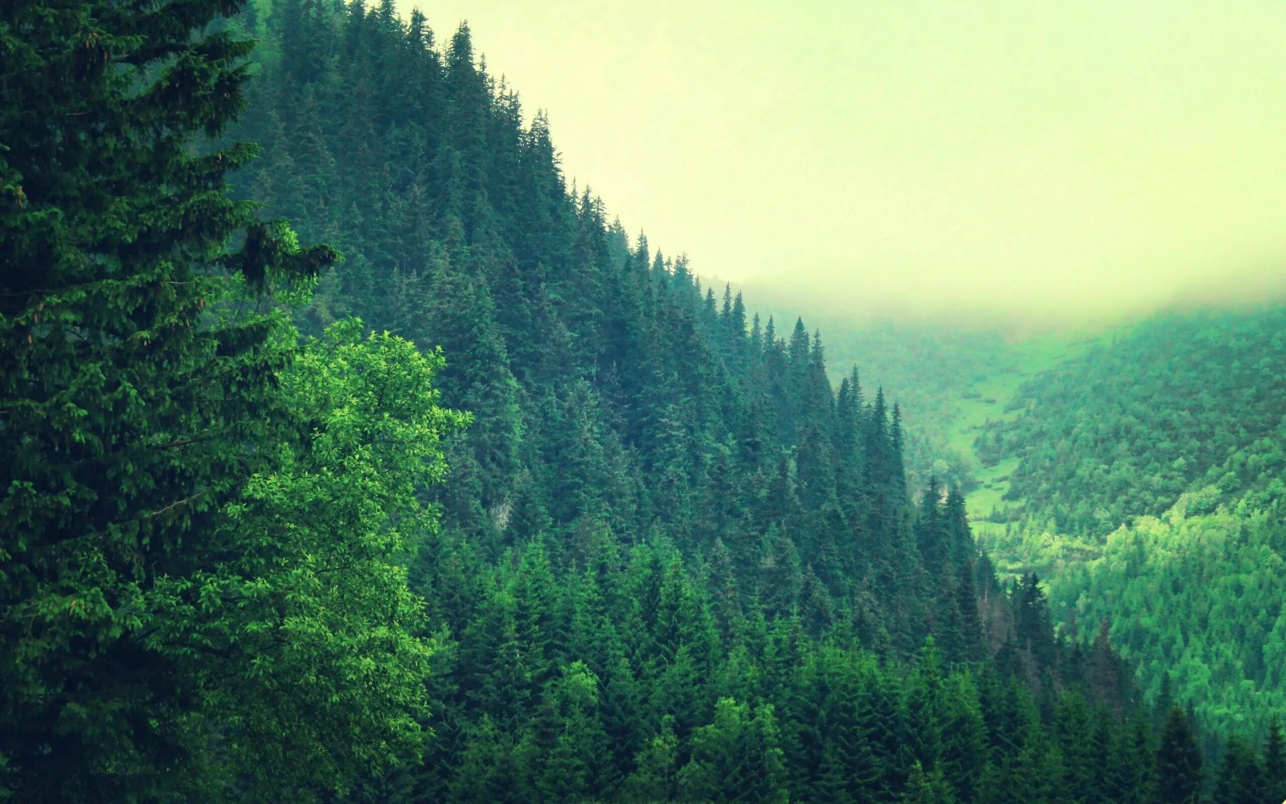 Густой хвойный. Тайга (хвойные леса) Сыктывкар. Темнохвойная Пихтовая Тайга Сибирь. Загущенный хвойный лес. Верхушки деревьев.
