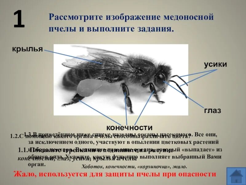 Исследование конечностей домашней пчелы какая биологическая наука. Строение конечности пчелы. Конечности медоносной пчелы. Медоносная пчела строение конечности. Тип конечности у медоносной пчелы.