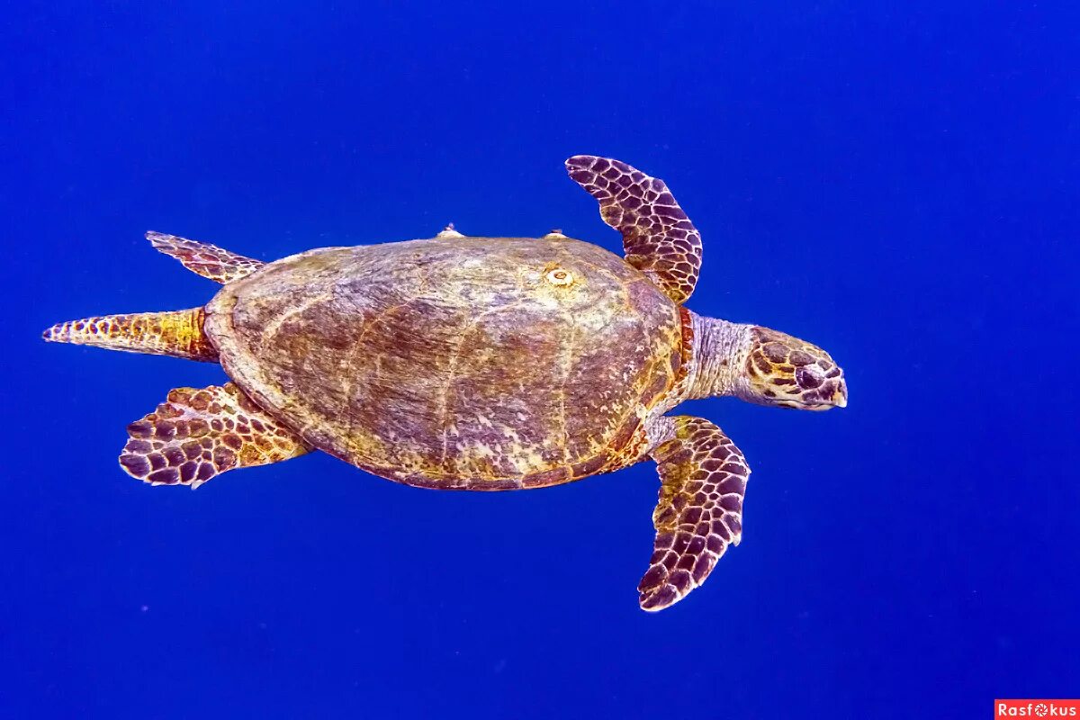 Черепаха бисса. Морская черепаха бисса. бисса каретта. eretmochelys imbricata (бисса, настоящая каретта). бисса, барбадос.