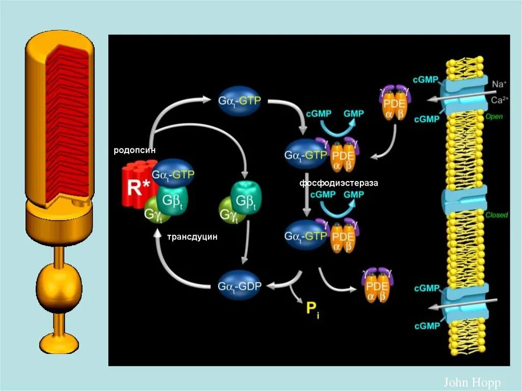 Содержат пигмент родопсин. Родопсин трансдуцин. Фотохимические превращения родопсина. Родопсин физиология. Белок трансдуцин.