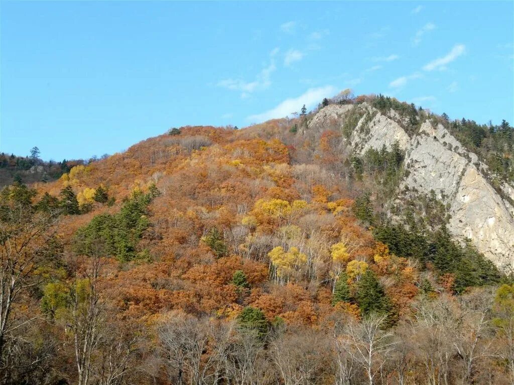 Супутинский заповедник приморский край. Уссурийский заповедник широколиственный лес. Уссурийский край заповедник. Супутинский заповедник приморский край. Приморский край уссурийская тайга.