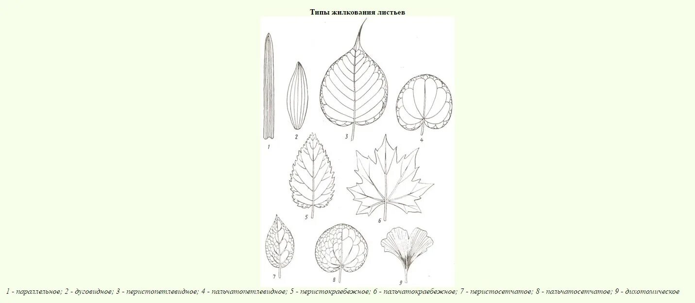 Параллельное 2 дуговидное 3 пальчатое 4 перистое. Перистокраебежное жилкование листьев. Перистопетлевидное жилкование. Пальчатопетлевидное жилкование. Горицвет весенний лист жилкование\.