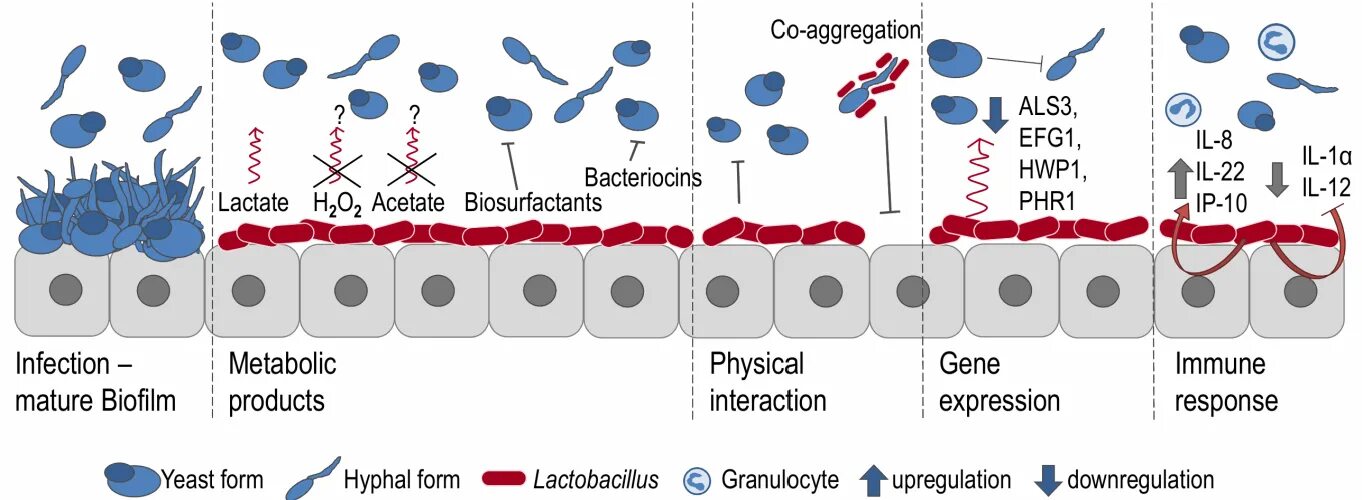 Антитела к кандида альбиканс. Lactobacillus мезофильные. Кандида альбиканс адгезия грибов. Лактобациллус плантарум.