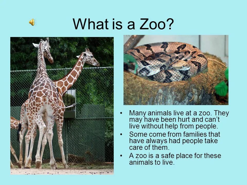 Essay about animals