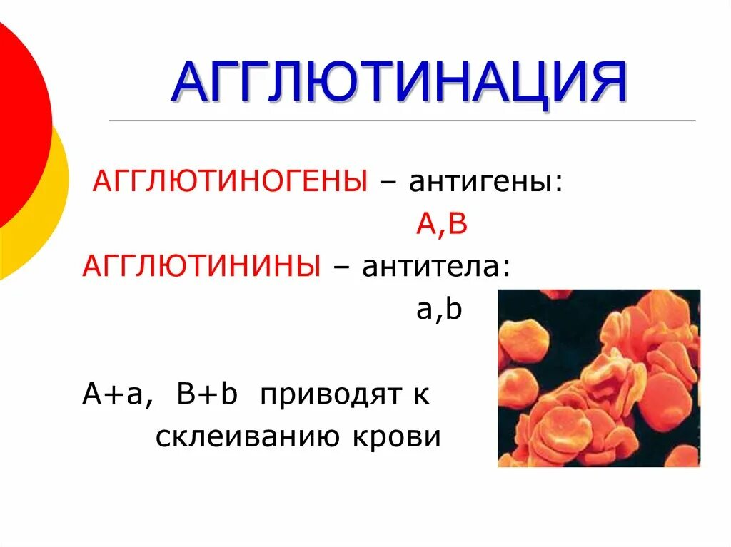 Агглютиногены содержатся в плазме. Антигены и агглютиногены. агглютинация эритроцитов. агглютинация эритроцитов физиология. агглютиногены тромбоцитов это.