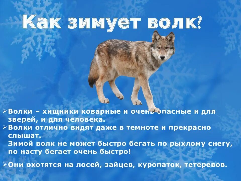 Как зимует волк. Как проводит зиму волк. как зимует волк зимой. как зимует волк для детей.