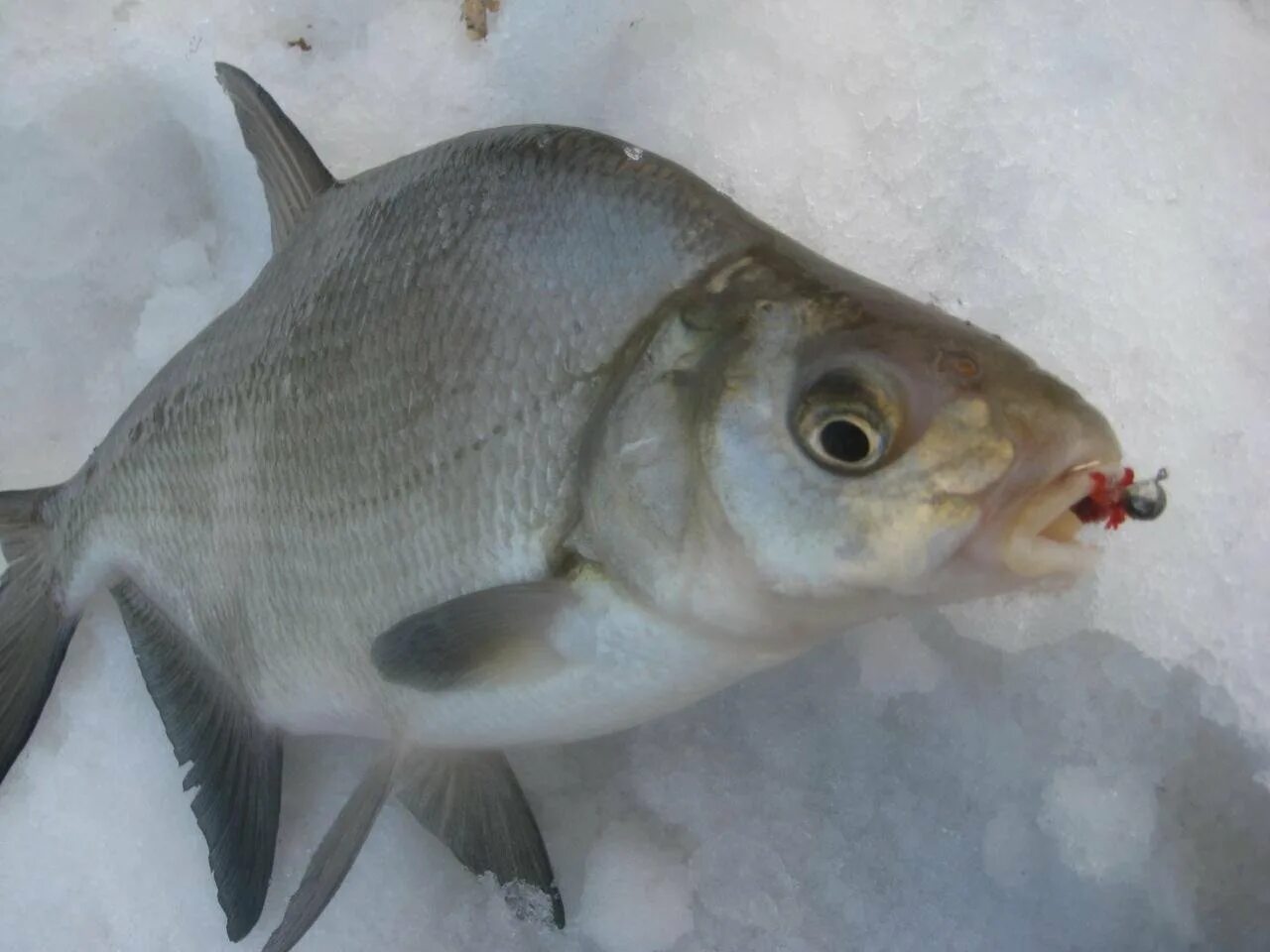 Мормышка на леща зимой. Белый амурский лещ. мормышки на леща. мормышки на подлещика. ловля леща зимой на мормышку.