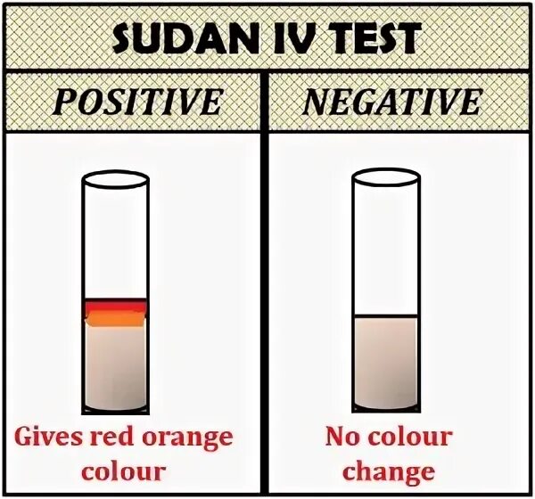 Fourth test. Fourth test. Fourth test. Fourth test. Testing for presence of lipids.