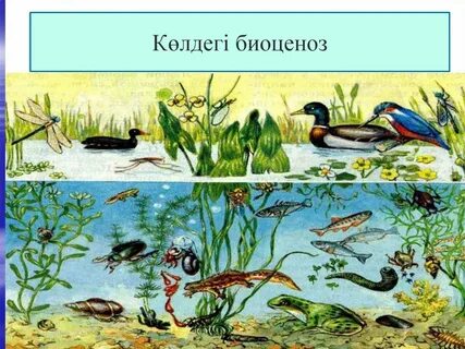Разнообразие природных сообществ 5 класс биология слушать