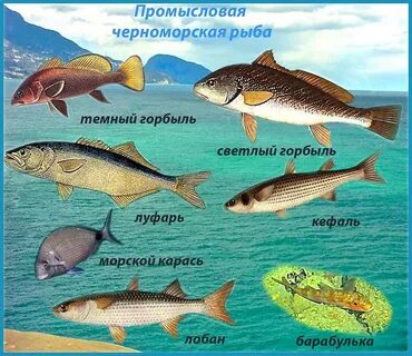 В каком море больше всего вылавливается рыбы