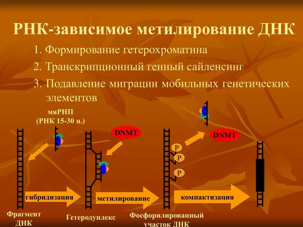 Малые некодирующие РНК. Гибридизация ДНК – РНК гибридизация РНК – ДНК. Метилирование РНК 3'-конца. МЯРНП.