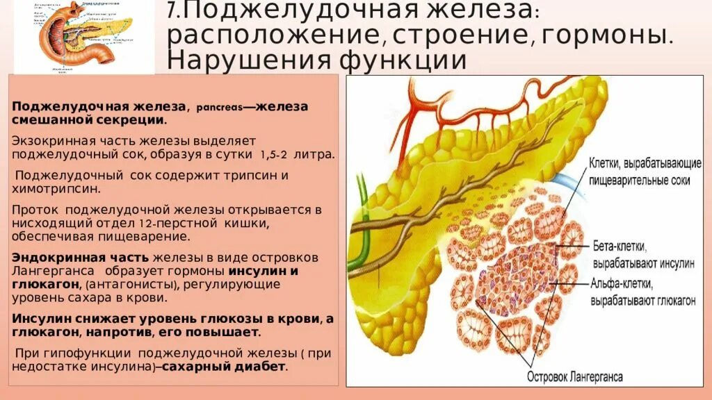 Поджелудочная железа человека функции. Поджелудочная железа анатомия функции. поджелудочная железа строение и функции. поджелудочная железа функции биология. функции поджелудочной железы егэ биология.