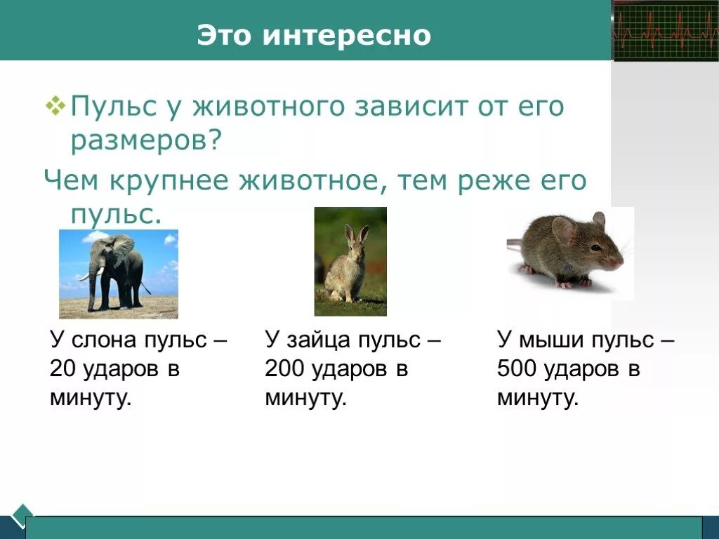 Виды пульса у животных. Сердцебиение у животных. частота пульса мыши. сердцебиение разных животных. частота сердцебиения у животных.