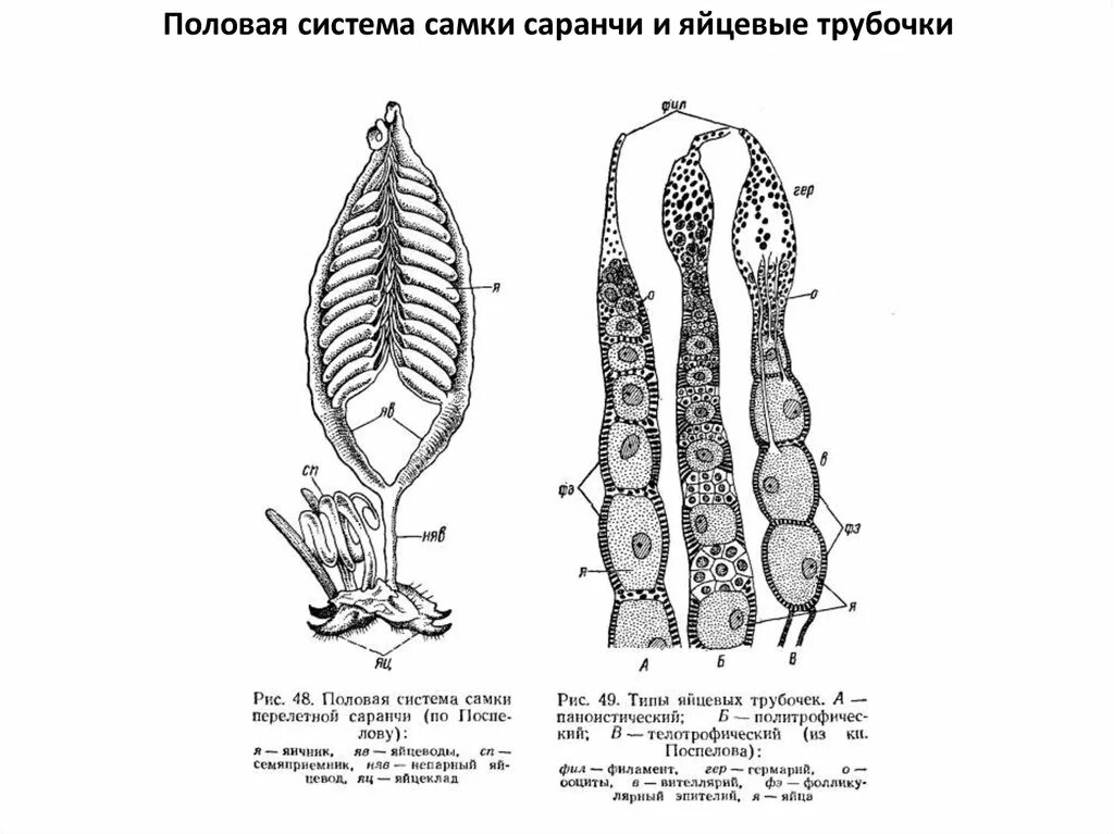 Половая система контрольная работа 8 класс. Половая система насекомых. половая система самок. половая система самок насекомых. половая система саранчи.