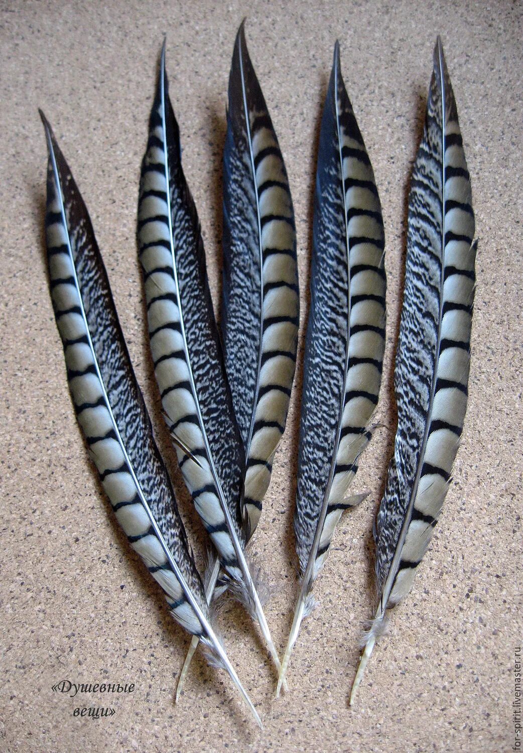 Перо фазана фото 100pcs 35 40cm/14 16inch natural ringneck pheasant tail feather lady amherst phe