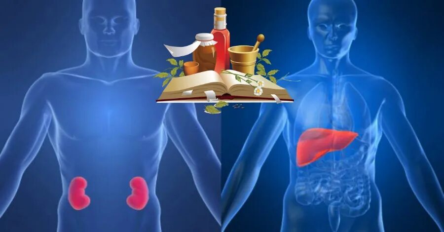 Заболевания печени и почек. Печень и почки. Печень селезенка поджелудочная анатомия. Печень и почки. Нарушение функции печени и почек.