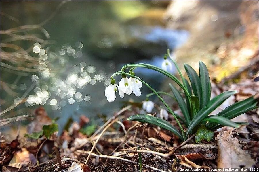 Весенний ручеек. Лес весной. Весенний ручеек. Весенние ручьи. Зажурчали ручейки расцвели.