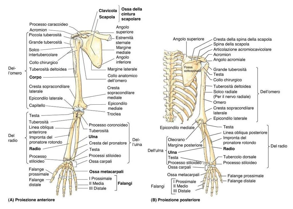 Анатомия верхней конечности. Кости верхней конечности. Кости верхней конечности плечевая локтевая лучевая анатомия. Анатомия верхних конечностей ребенка. Капанжи анатомия верхней конечности.