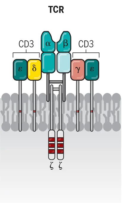 T cell receptor