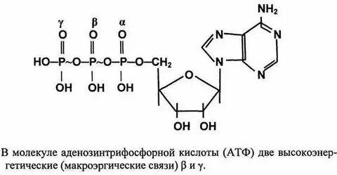 Гидролиз макроэргических связей