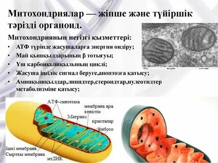 Органоид образующий атф